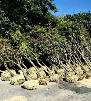 红冠红枫苗木价格，红冠红枫10公分价格