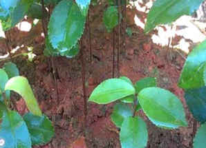 茶花种子怎样培种视频，茶花种子如何种植方法