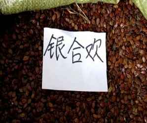 银合欢种子播种时间，银合欢种子怎么催芽