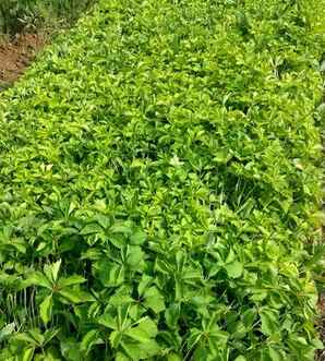 爬山虎开花吗？，三叶爬山虎开花吗