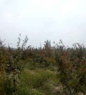 红冠红枫苗木价格，红冠红枫10公分价格