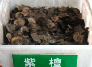 紫檀种子播种后多少天发芽，紫檀种子播种时间