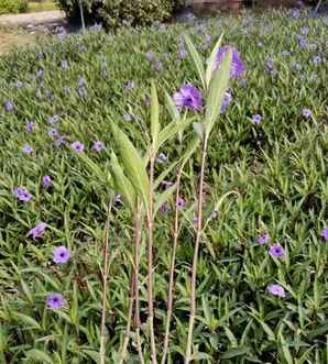 紫花翠芦莉什么样，紫花翠芦莉种植规格