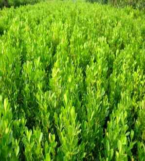小叶黄杨有药用价值吗，小叶黄杨有药用价值吗？