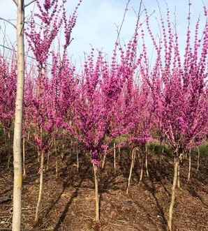紫荆基地，广西宫粉紫荆基地