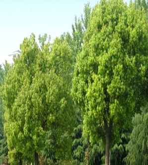 香樟价格，香樟树苗子价格