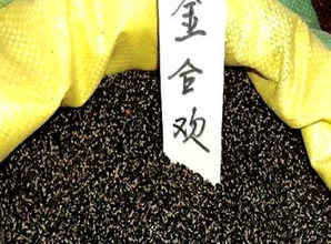 金合欢种子图片，金合欢种子价格哪里最低