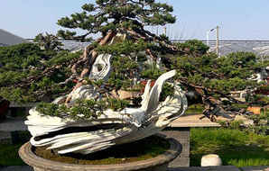 精品文人系鱼川真柏盆景，系鱼川真柏盆景造型