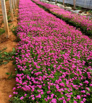 种植红花酢浆草一平方的价格，红花酢浆草小苗产地在哪里