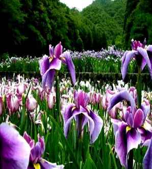 紫鸢尾花花语，紫鸢尾花的寓意和花语