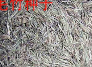 大型毛竹有没有种子，毛竹种子图片
