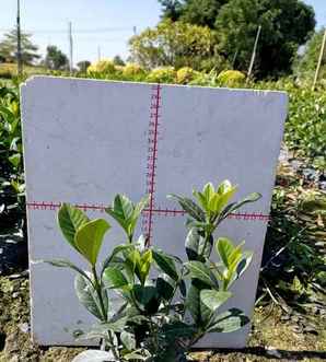 白蝉花种植，白蝉花怎样养殖