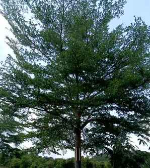 小叶榄仁树家庭种植风水如何，小叶榄仁种植与养护