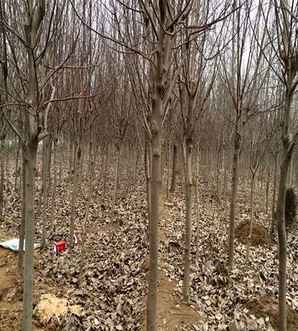紫玉兰的种植技术，紫玉兰怎么种植方法图解