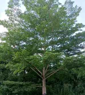 小叶榄仁树家庭种植风水如何，小叶榄仁种植与养护