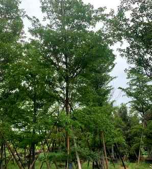 小叶榄仁树家庭种植风水如何，小叶榄仁种植与养护