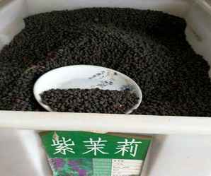 紫茉莉的种子价格，紫茉莉种子贵吗