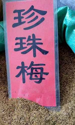 珍珠梅的种子是怎样的，珍珠梅种子图片