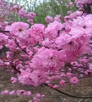 紫叶榆叶梅栽种多久能活，栽种榆叶梅的注意事项