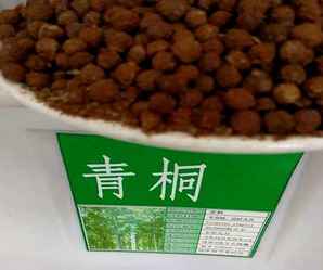 青桐树的种子几月份播种，青桐种子价格是多少