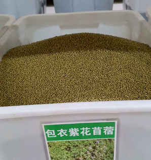 紫花苜蓿带包衣种子能种吗，包衣紫花苜蓿种子价格