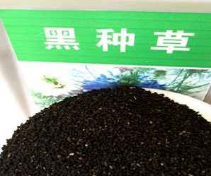 黑种草种子种植方法全过程，黑种草种子价格多少钱
