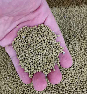 紫花苜蓿带包衣种子能种吗，包衣紫花苜蓿种子价格