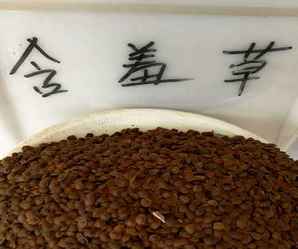 含羞草的种子种植方法，含羞草种子多少钱一斤