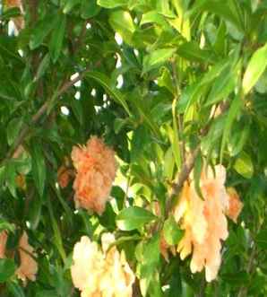 花石榴基地，广东花石榴种植基地