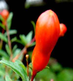 花石榴基地，广东花石榴种植基地