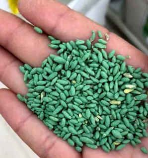 包衣黑麦草种子多少钱一颗，黑麦草种子是净籽还是包衣