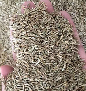 包衣黑麦草种子多少钱一颗，黑麦草种子是净籽还是包衣