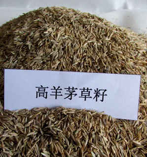 包衣高羊茅种子多少钱一颗，兰州高羊茅种子价格