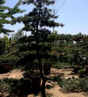 庭院五针松寓意，五针松寓意