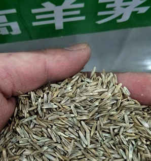 包衣高羊茅种子多少钱一颗，兰州高羊茅种子价格