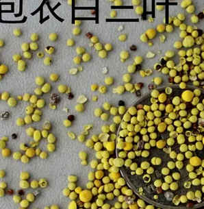 云南白三叶种子报价，包衣白三叶种子批发价格