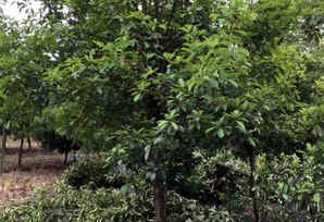 閫犲瀷妞ゆ湪鐭虫鎬庝箞鏉ョ殑，造型椤木石楠