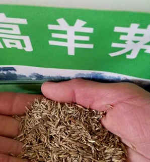 高羊茅种子直销，包衣高羊茅种子多少钱