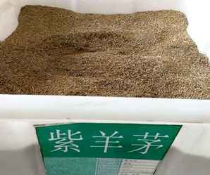 紫羊茅种子种植条件，紫羊茅种子报价