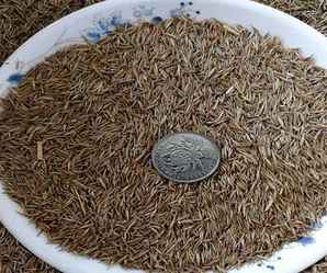 紫羊茅种子种植条件，紫羊茅种子报价