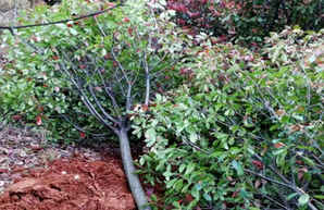 独杆石楠冠幅，四米冠幅石楠