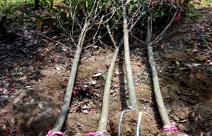 独杆石楠冠幅，四米冠幅石楠