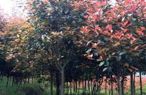独杆石楠冠幅，四米冠幅石楠
