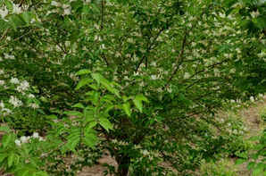 独杆金银木种植产地，独杆金银木图片