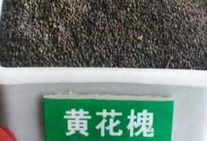 黄花槐种子图片，好黄花槐种子种植方法