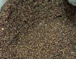 紫穗槐带壳种子种植方法，紫穗槐种子秋天怎么种