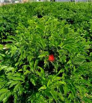 红绒球几年能开花，红绒球什么时候开花