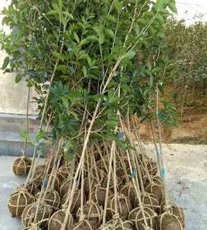 桂花生长不茂盛，桂花的生长环境