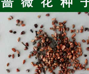 无刺蔷薇花种子催芽，蔷薇花种子怎么催芽
