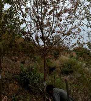 云南圆通山樱花，云南樱花价格